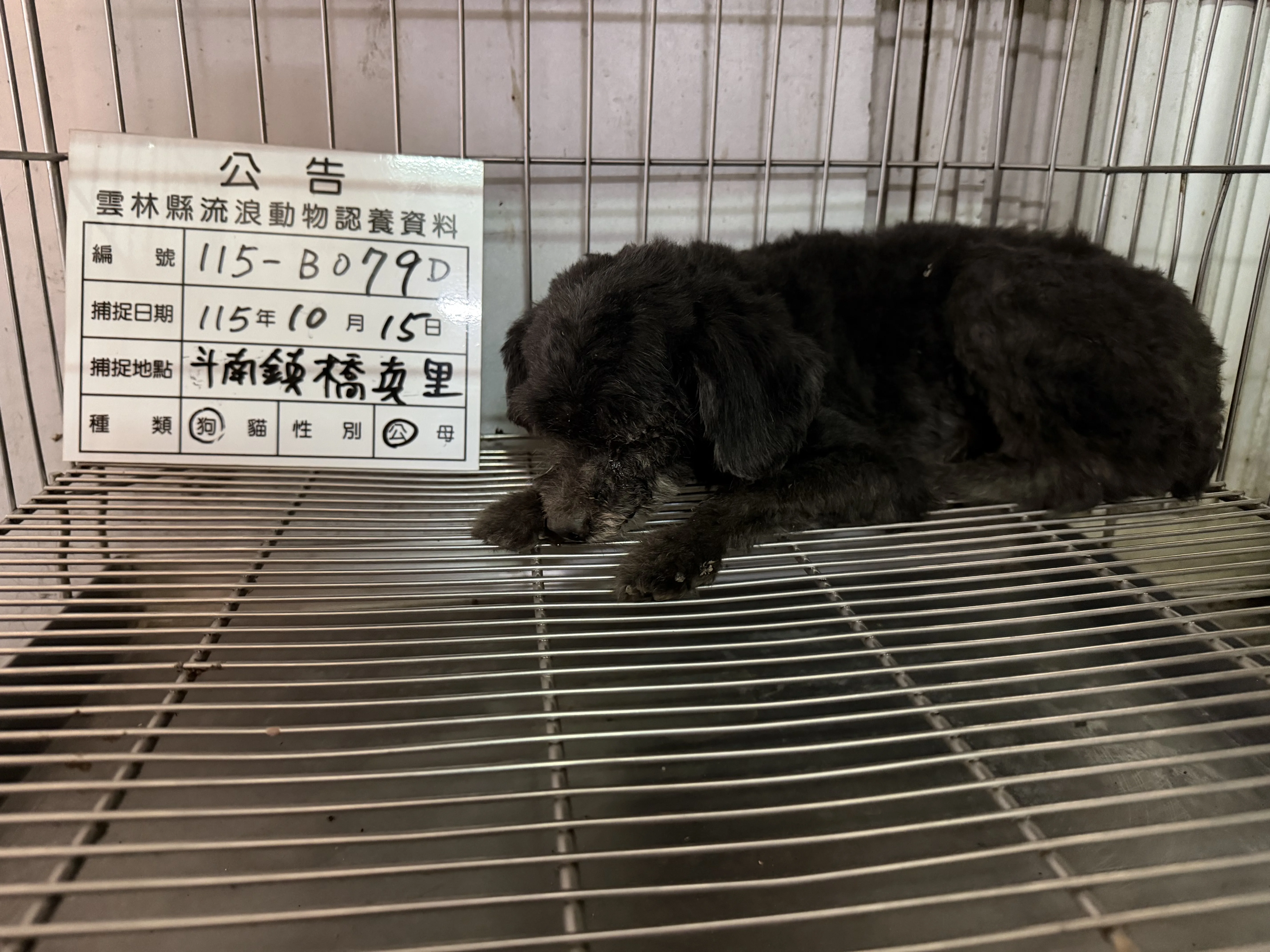 貴賓犬