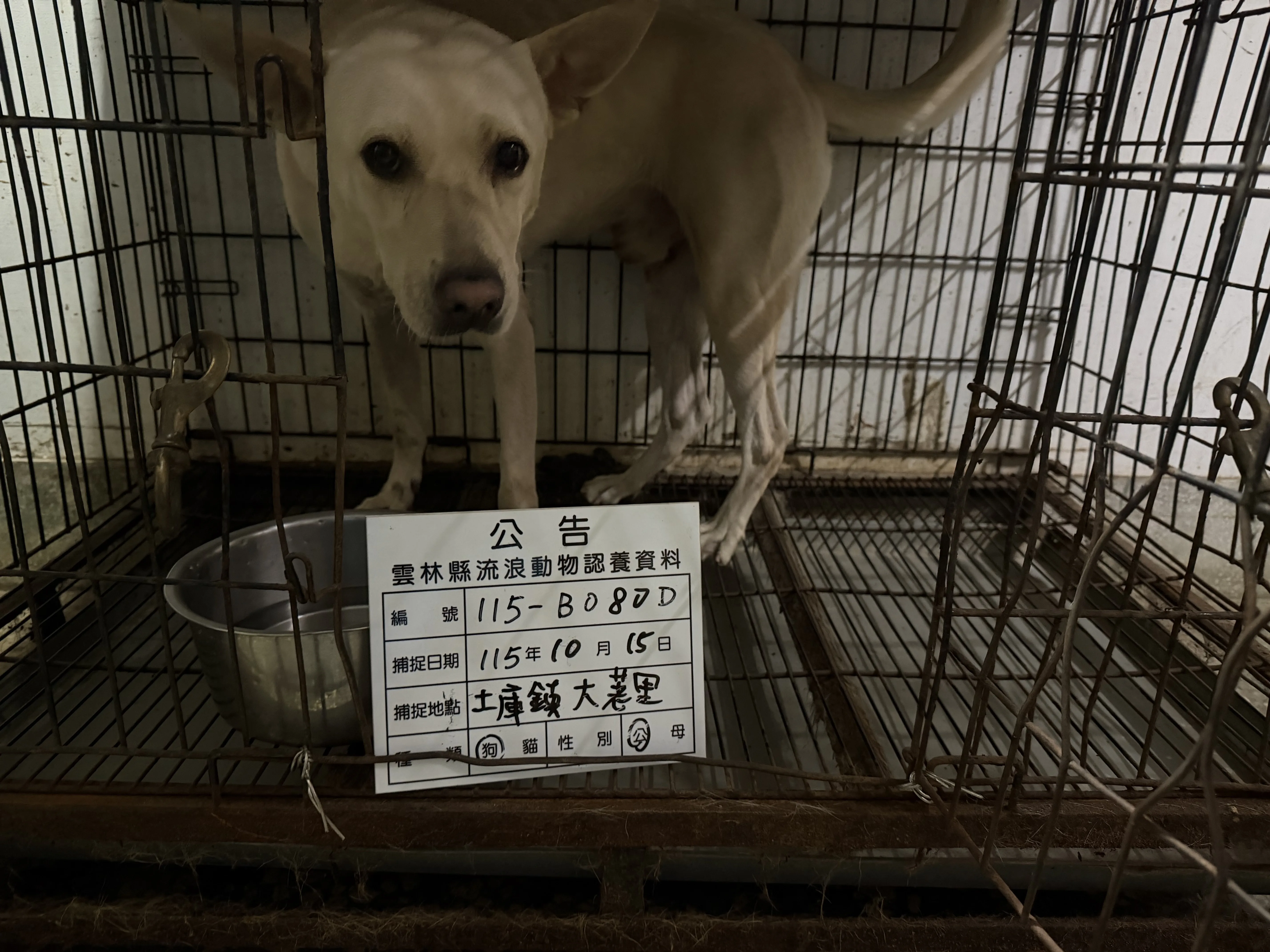 混種犬
