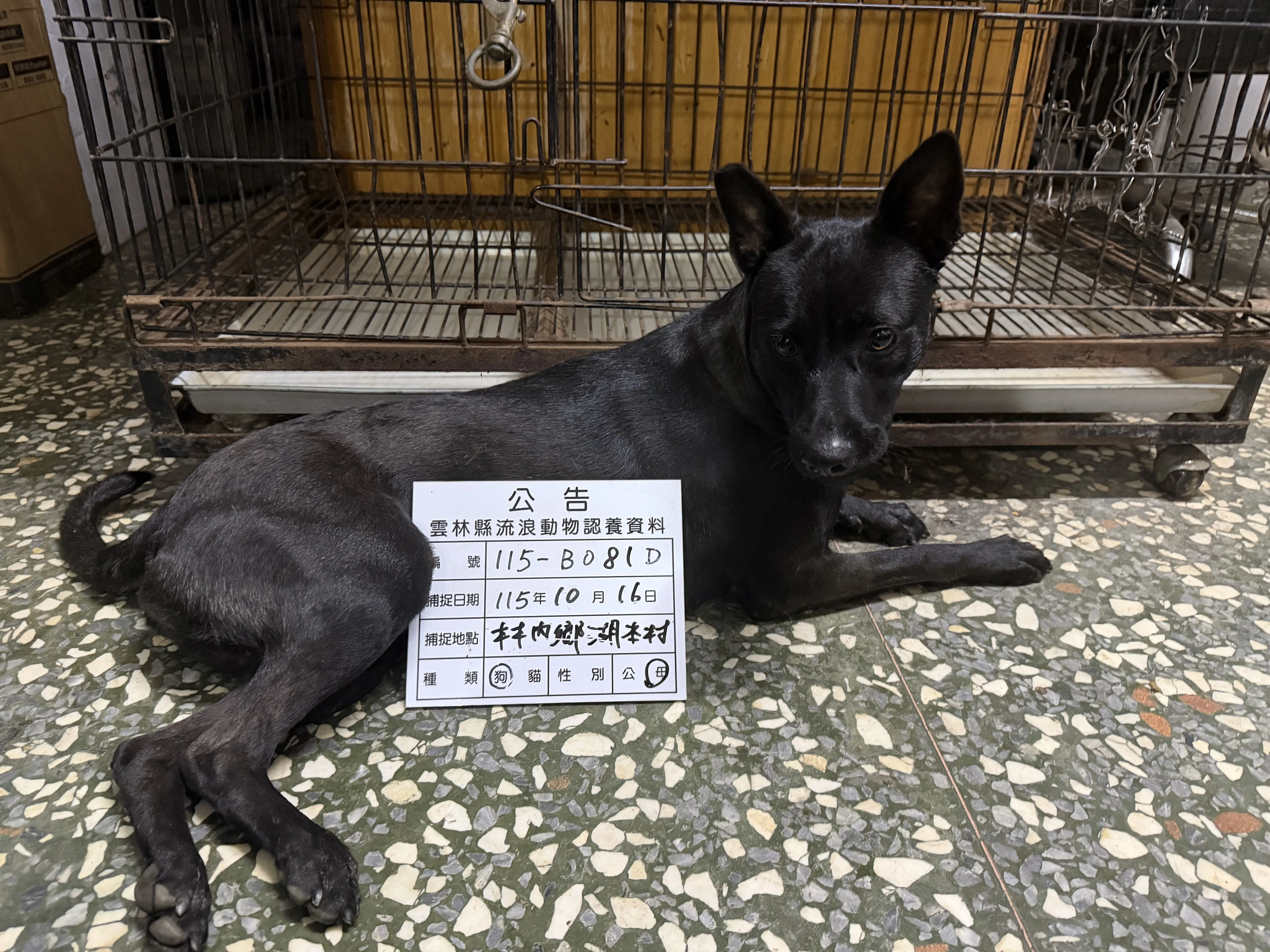混種犬