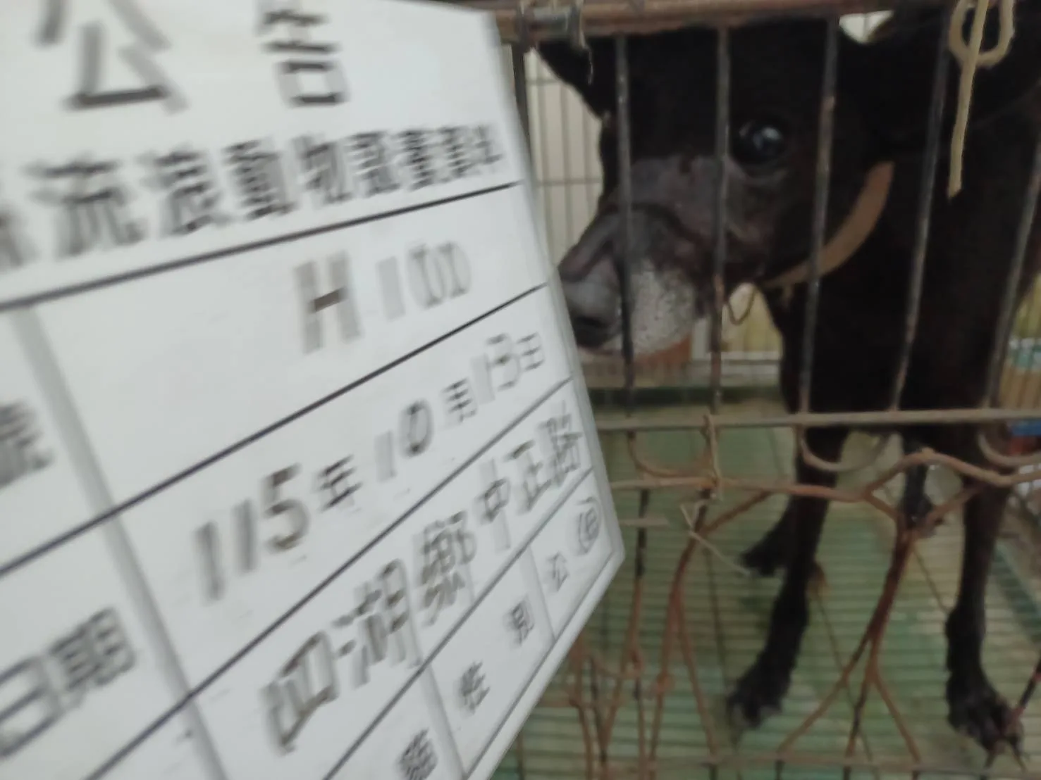 混種犬