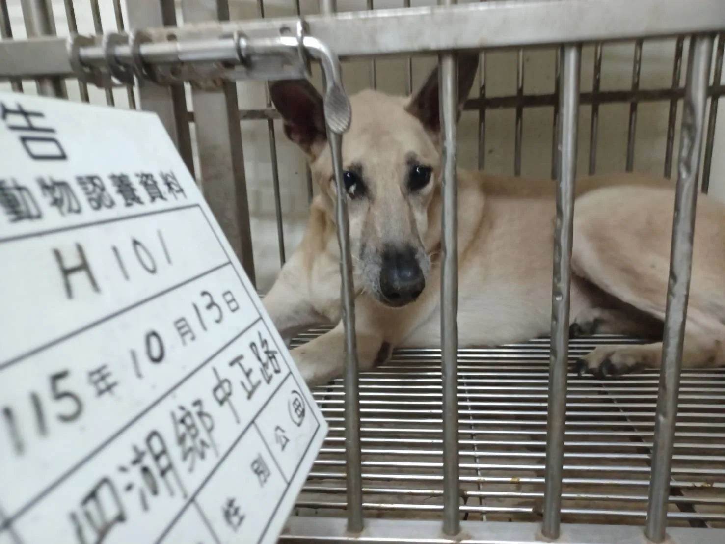 混種犬