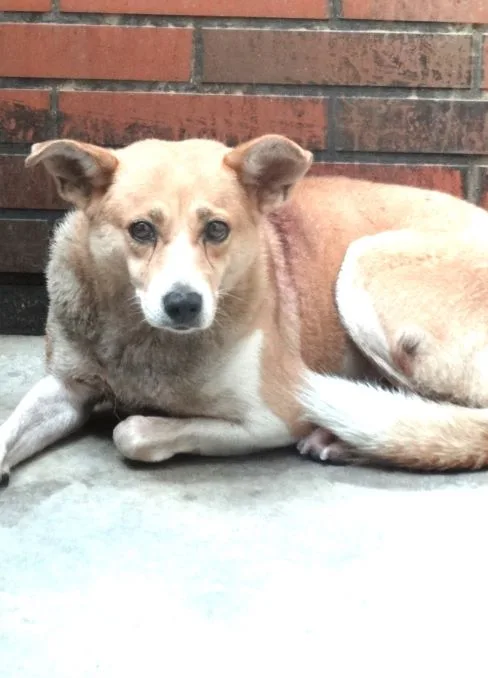 混種犬