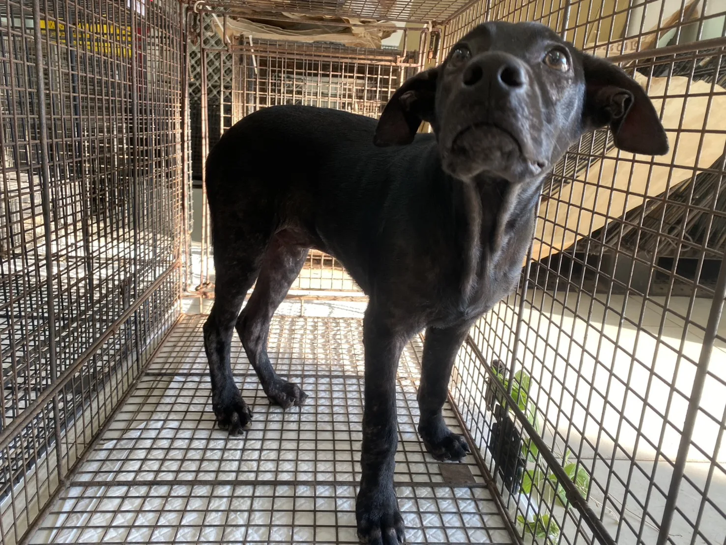 混種犬