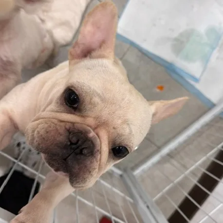 法國鬥牛犬