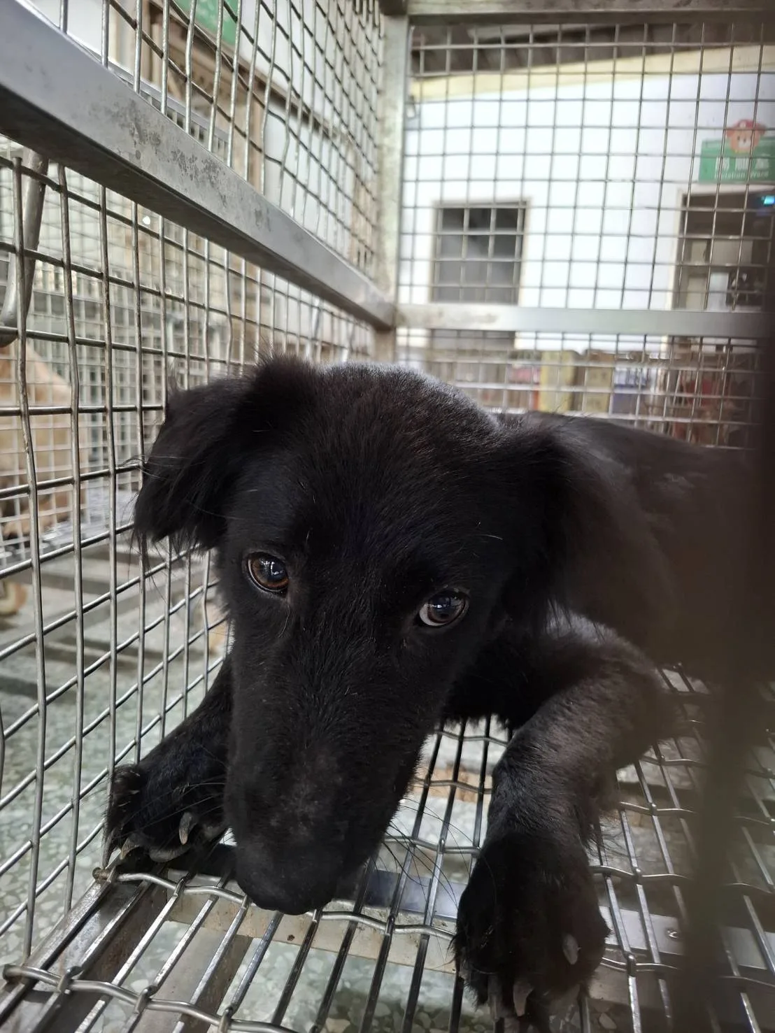 混種犬