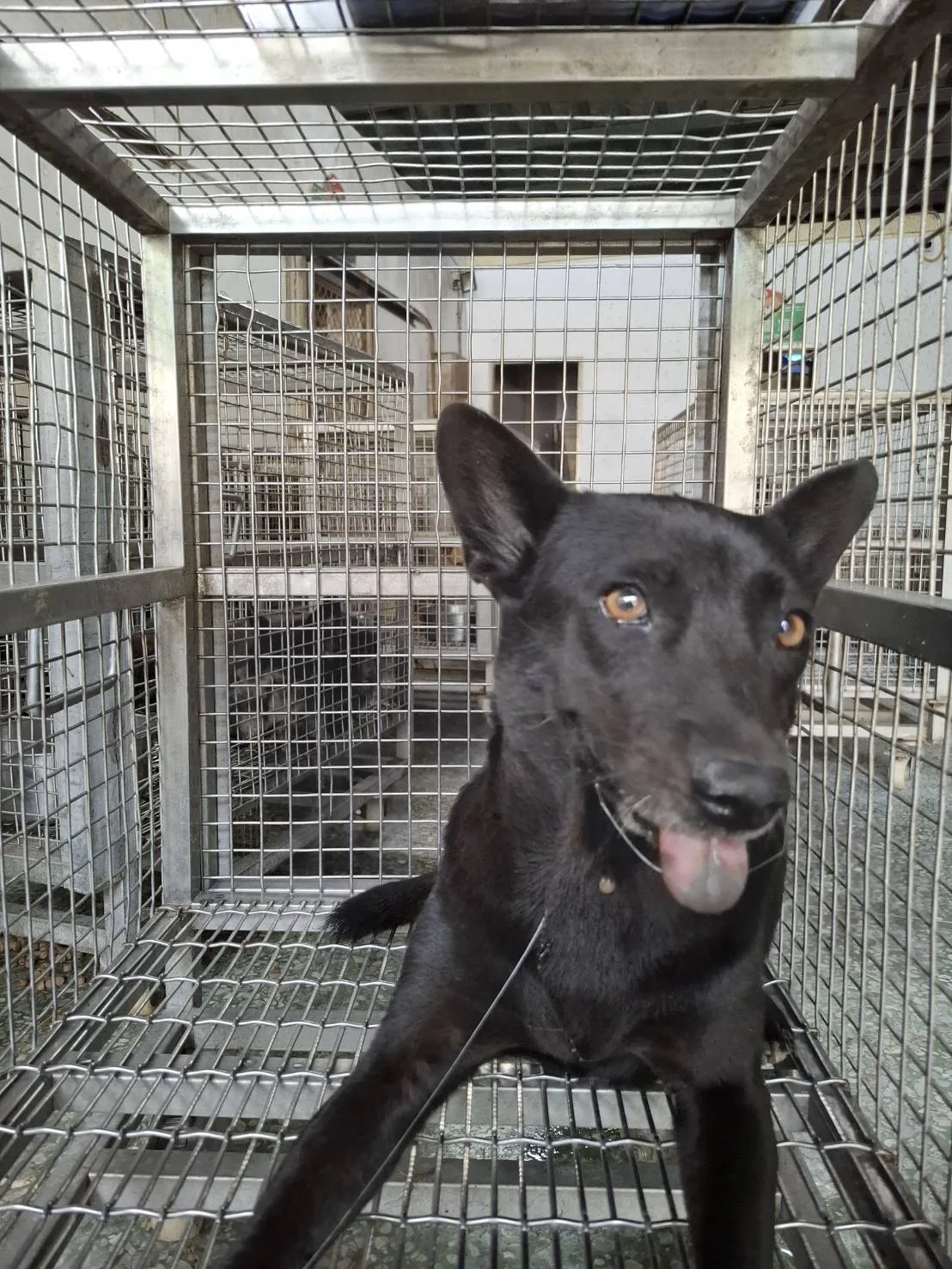 混種犬