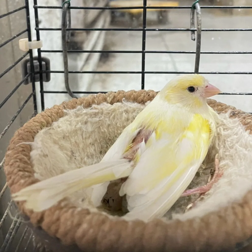 未確認