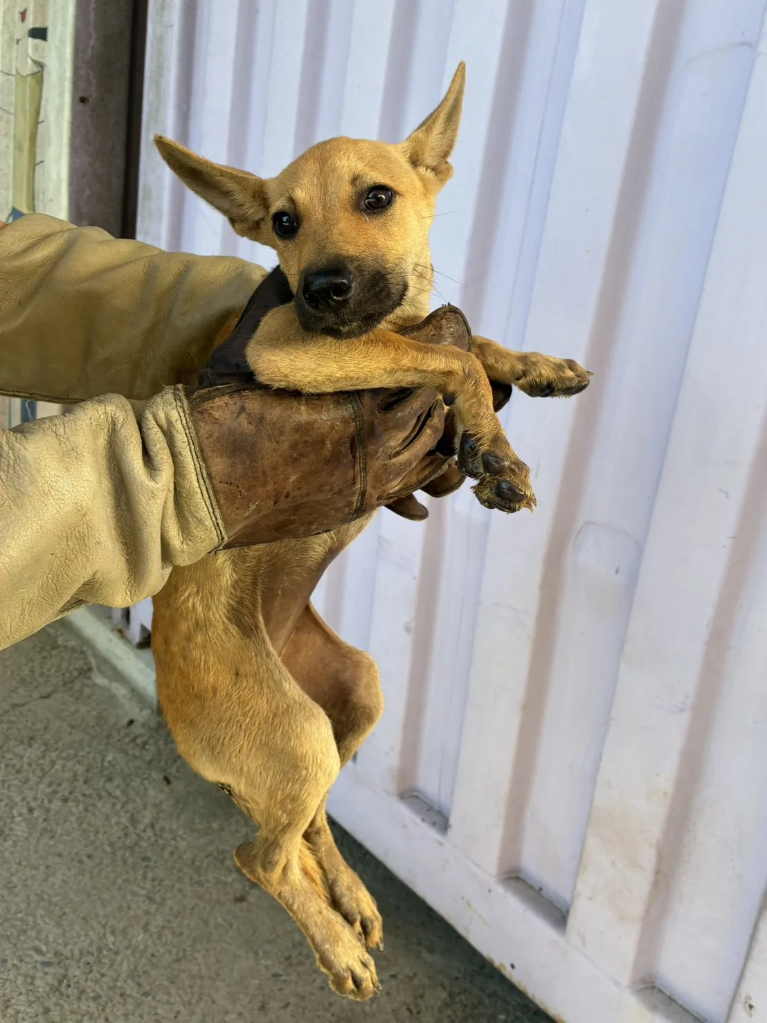 混種犬