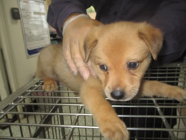 混種犬