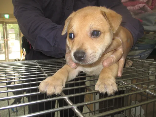 混種犬