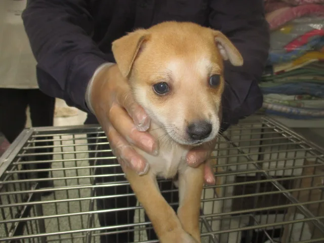 混種犬