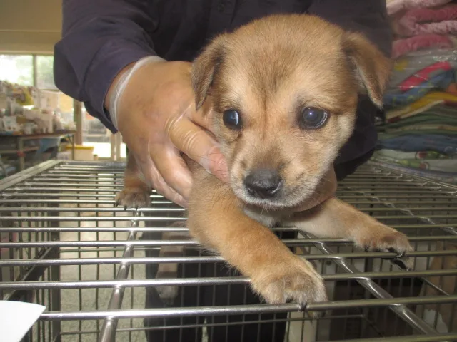 混種犬