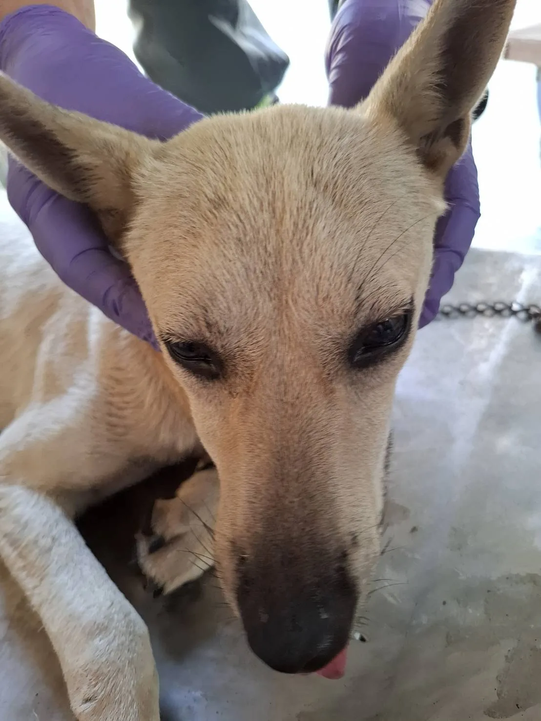 混種犬
