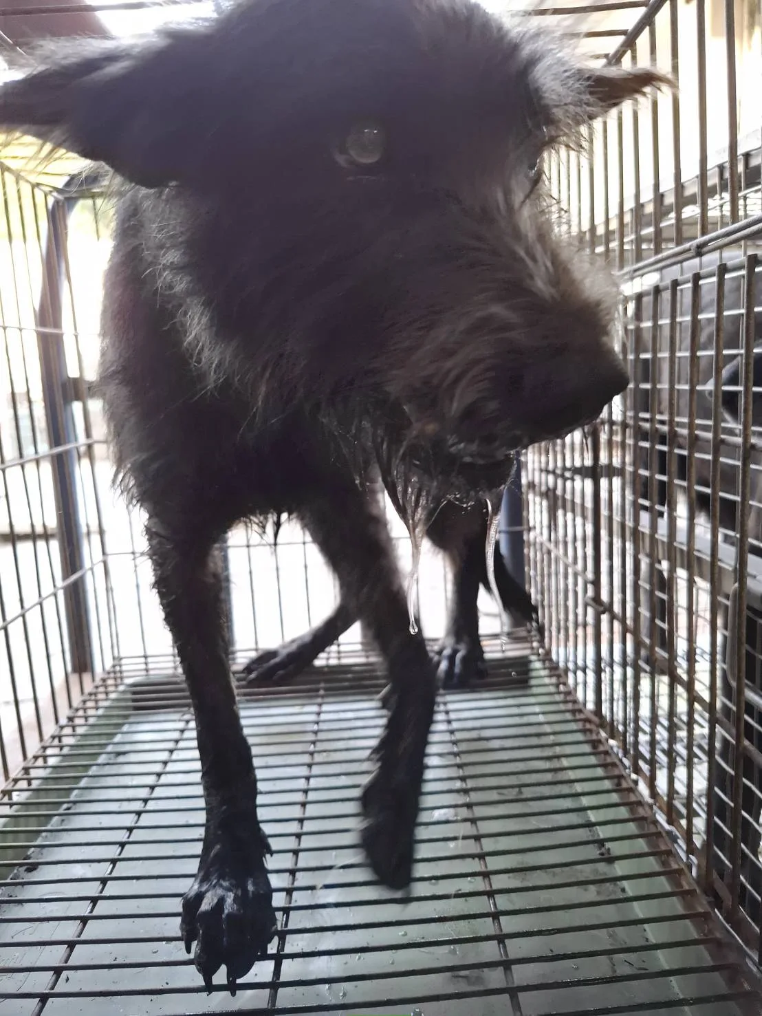 混種犬