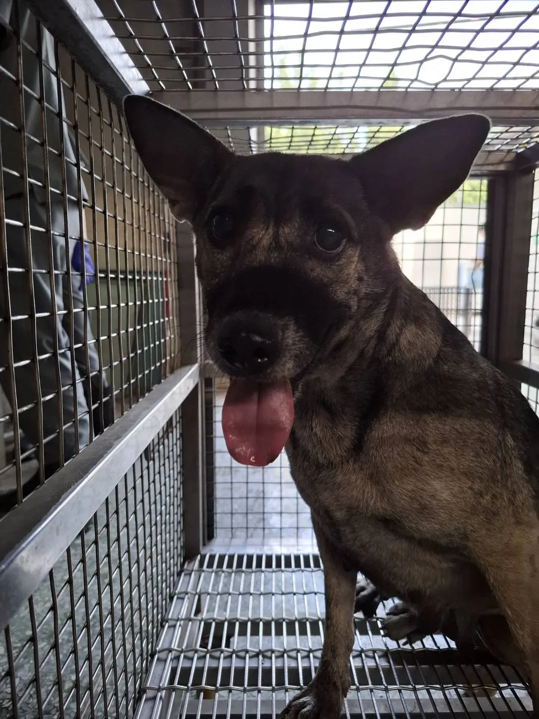 混種犬