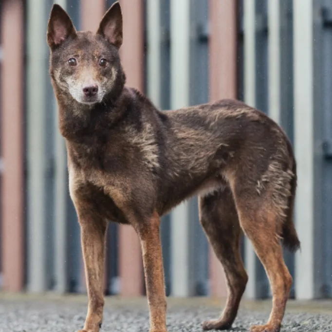 混種犬