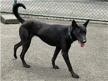 混種犬