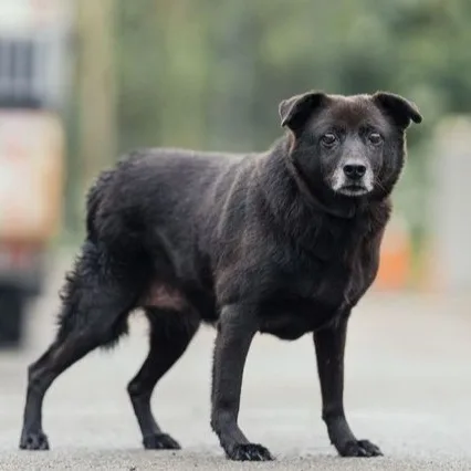 混種犬
