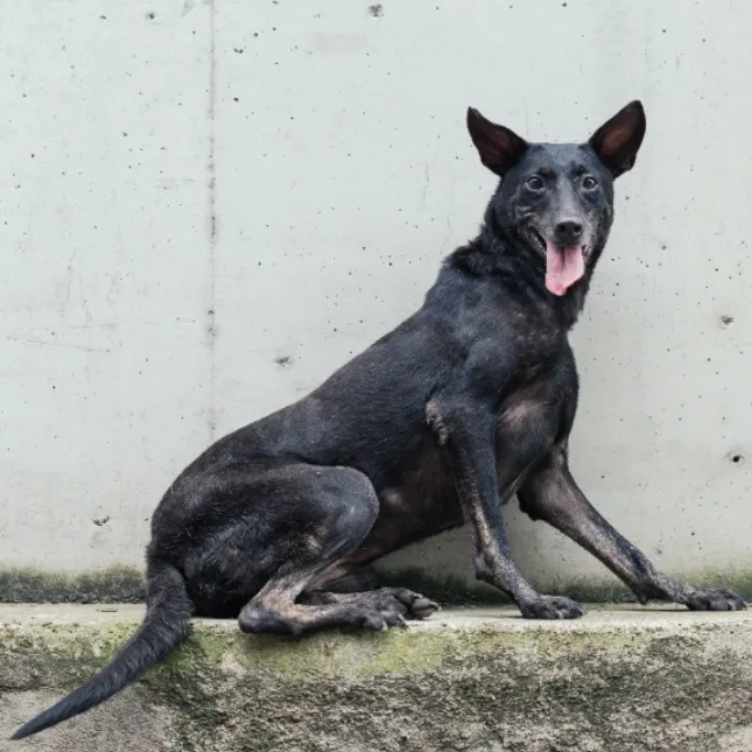 混種犬