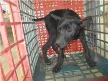 混種犬