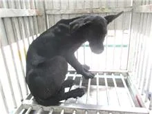 混種犬