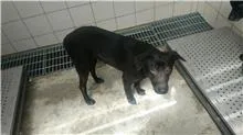 混種犬