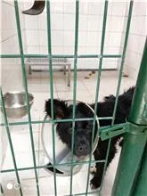 混種犬