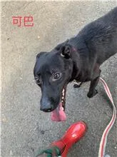 混種犬