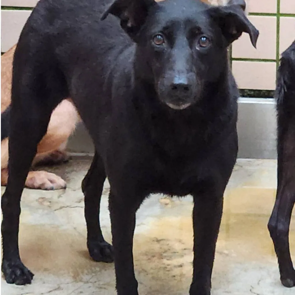 混種犬
