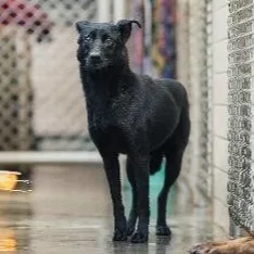 混種犬