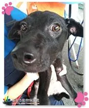 混種犬