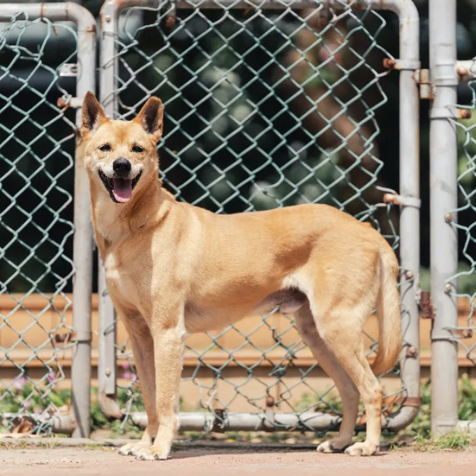 混種犬