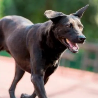 混種犬