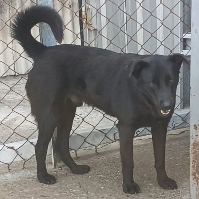 混種犬