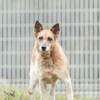 混種犬