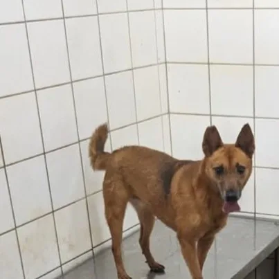 混種犬