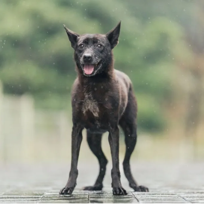 混種犬
