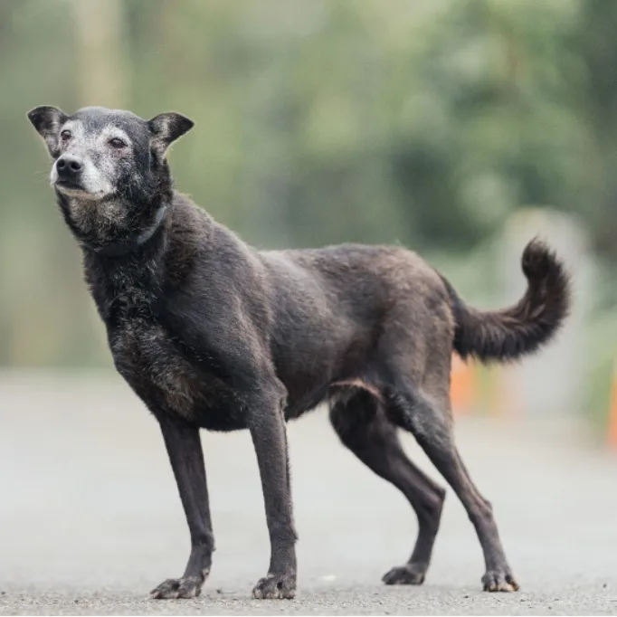 混種犬