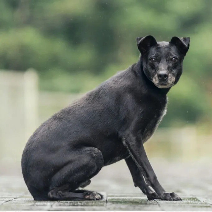 混種犬