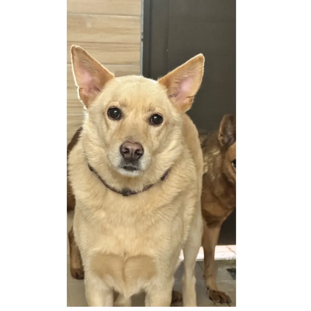 混種犬