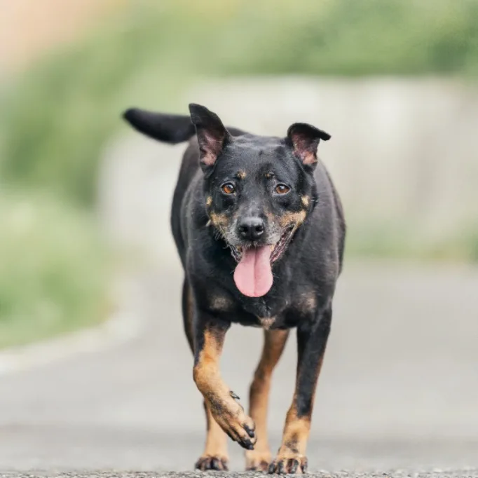 混種犬
