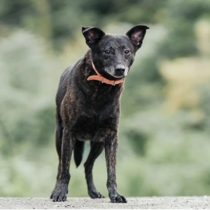混種犬
