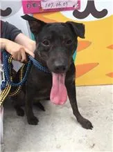 混種犬