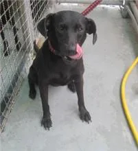 混種犬