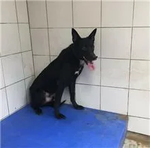 混種犬