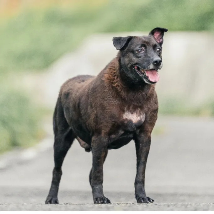 混種犬