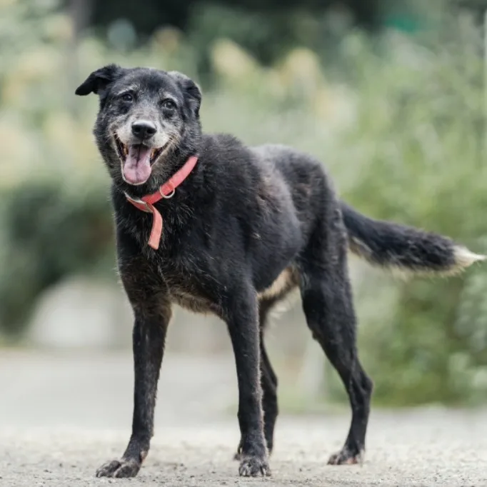 混種犬