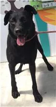 混種犬