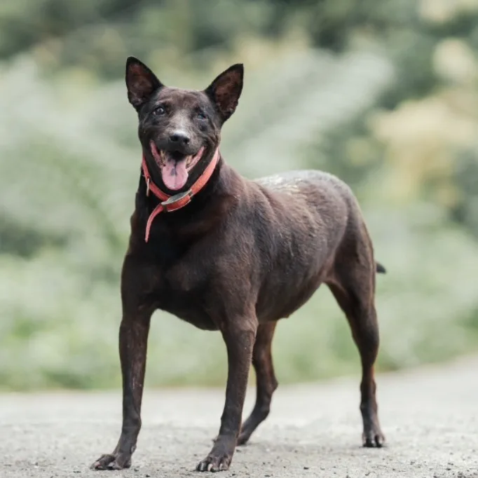 混種犬