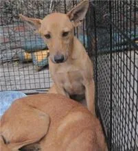 混種犬